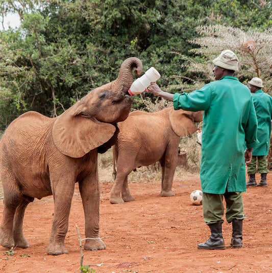 Elephant Orphanage