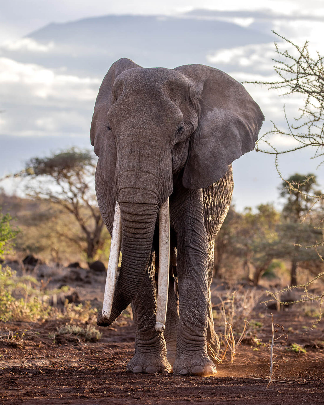 Theodora - The Queen of Amboseli