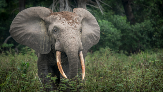 African Forest Elephants