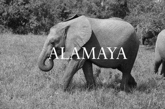 Alamaya