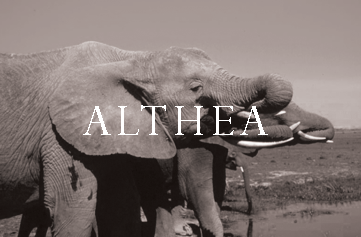 Althea