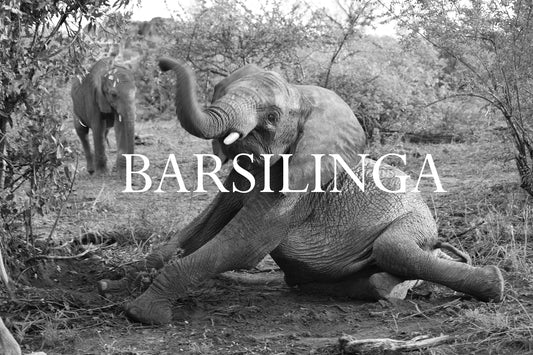 Barsilinga