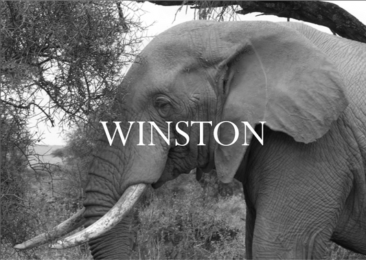 Winston