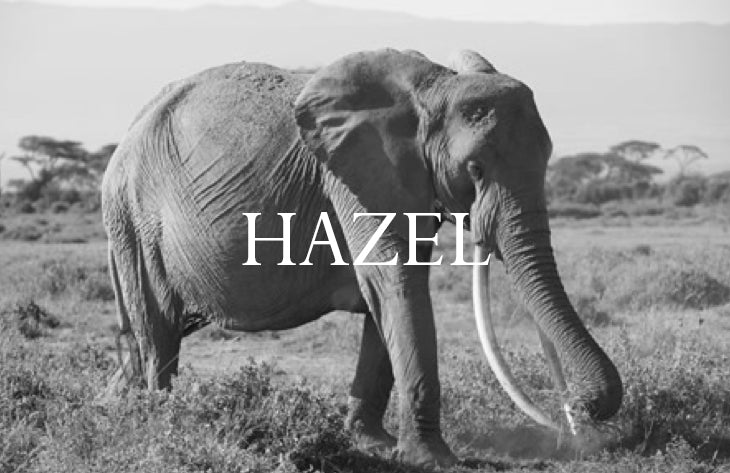 Hazel