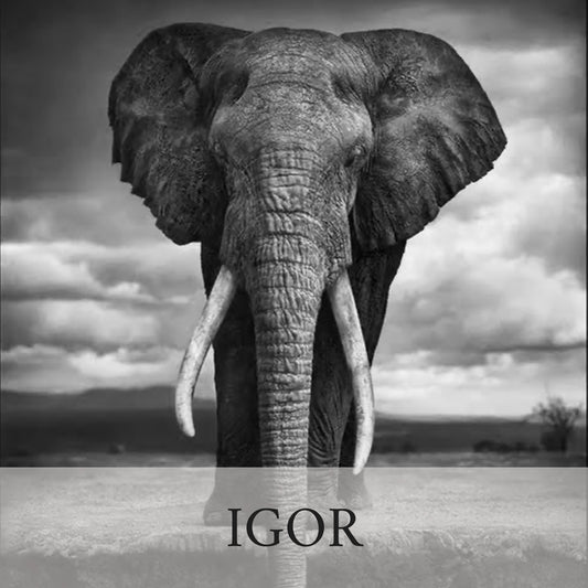 Igor