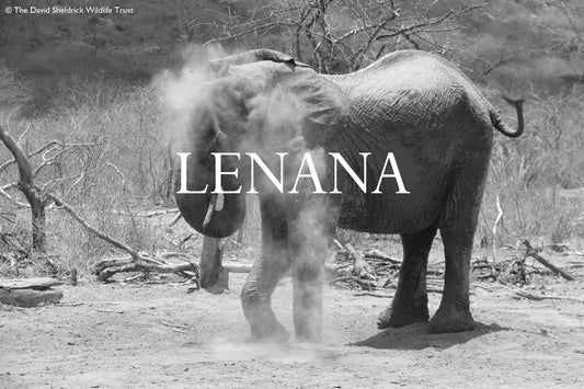 Lenana