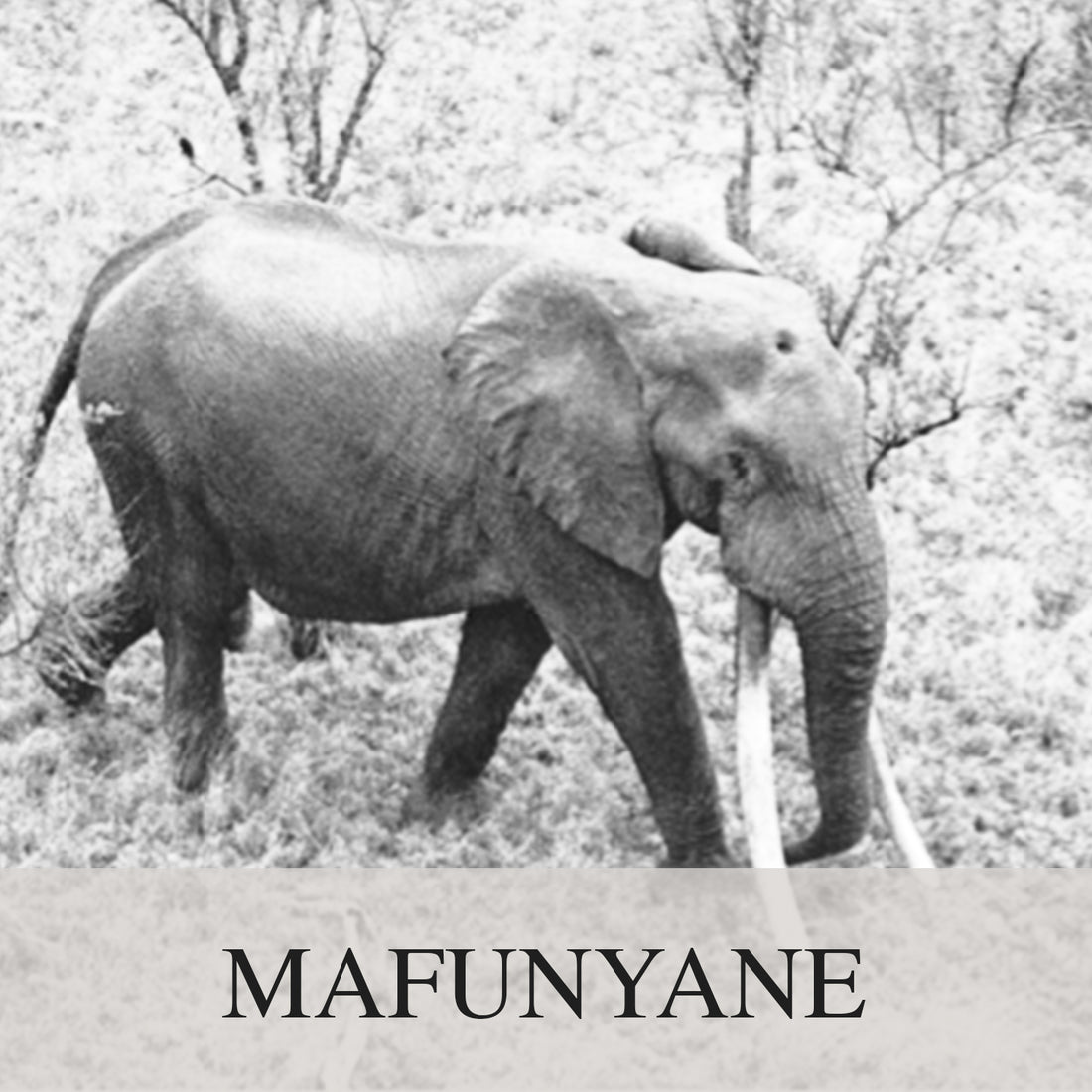 Mafunyane