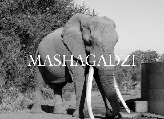 Mashagadzi