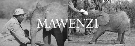 Mawenzi