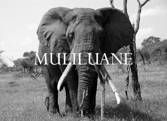 Muliluane