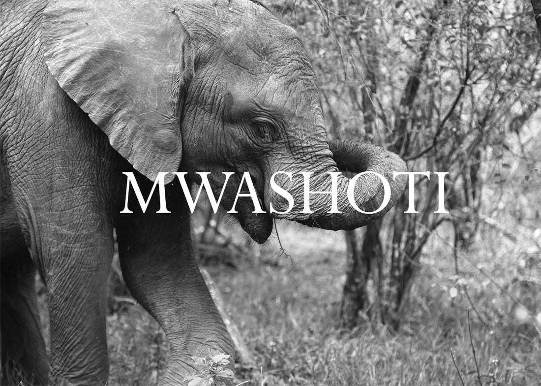 Mwashoti