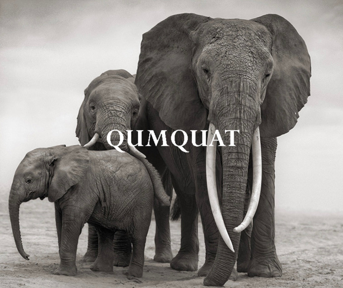 Qumquat