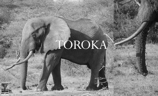 Toroka