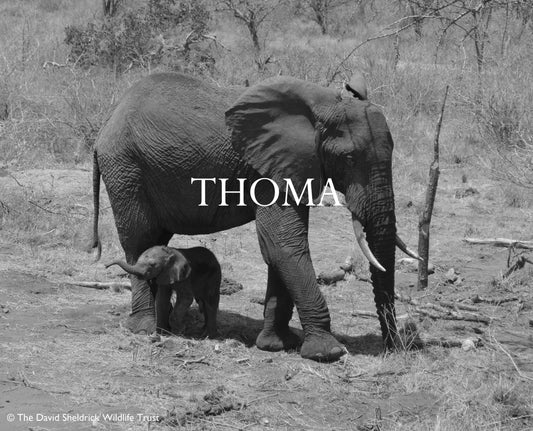 Thoma