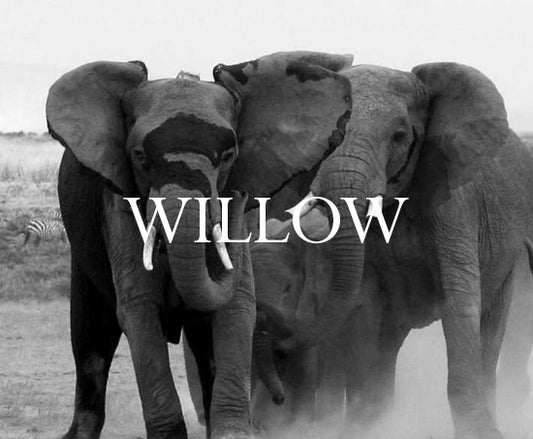 Willow