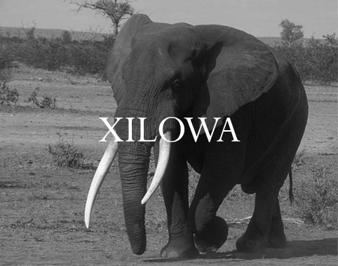 Xilowa