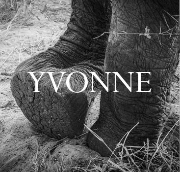 Yvonne