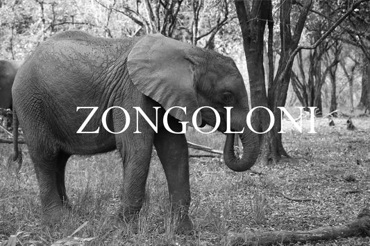 Zongoloni