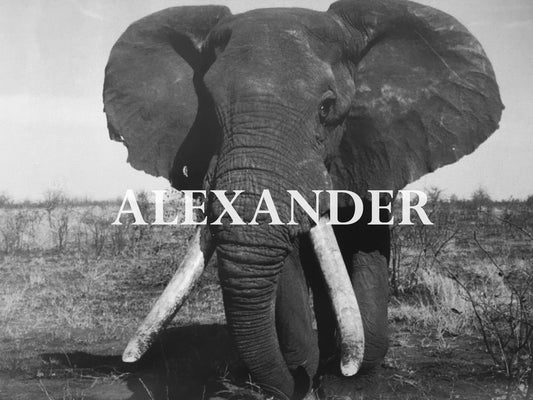 Alexander