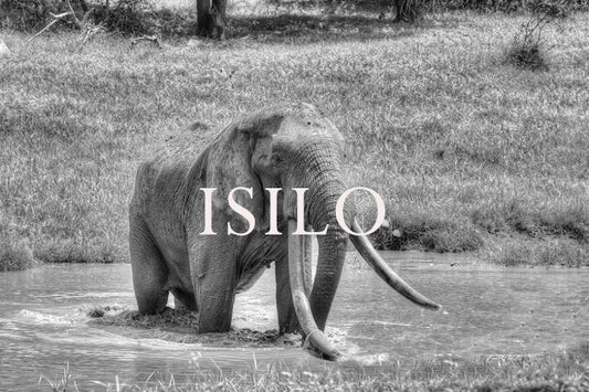 Isilo