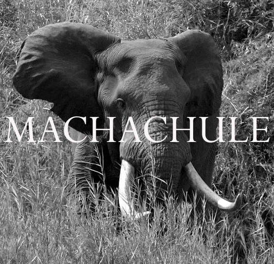 Machachule