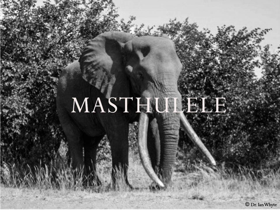 Masthulele