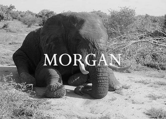 Morgan