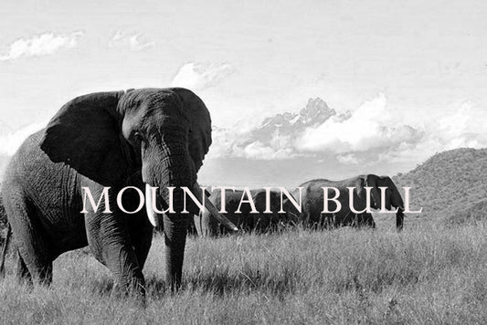 Mountain Bull