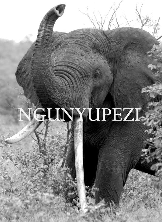 Ngunyupezi