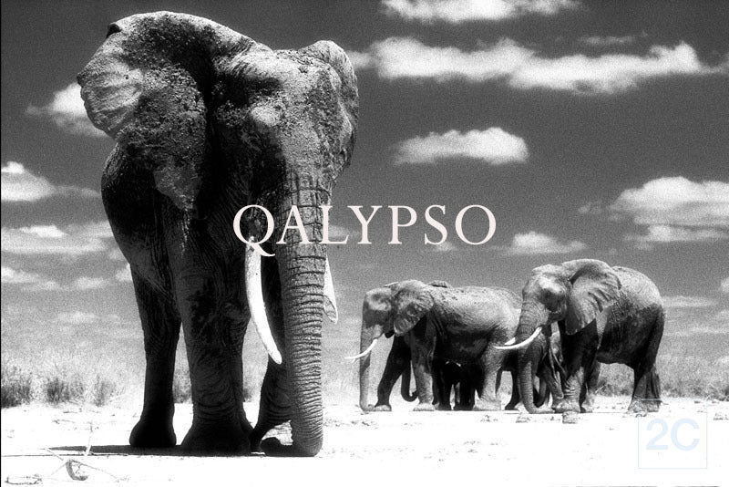 Qalypso