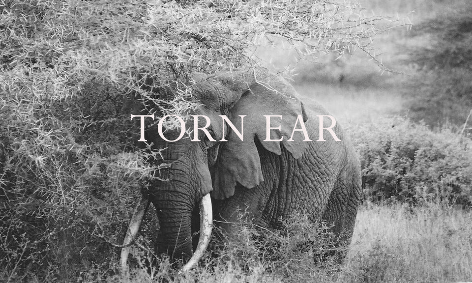 Torn Ear