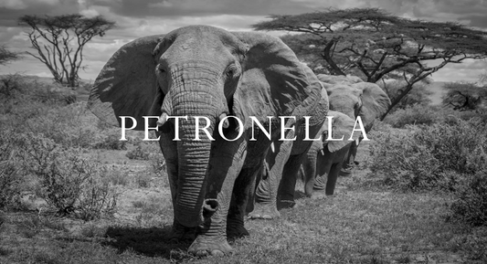 Petronella