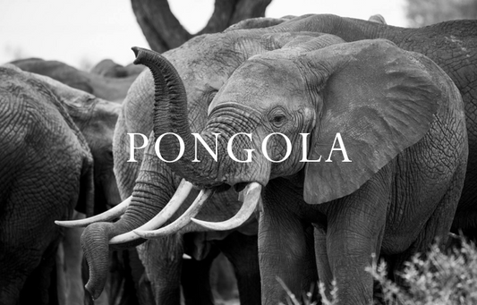 Pongola