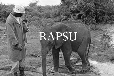 Rapsu