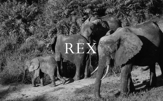 Rex