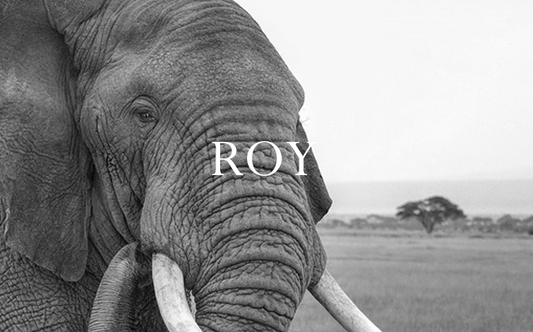 Roy