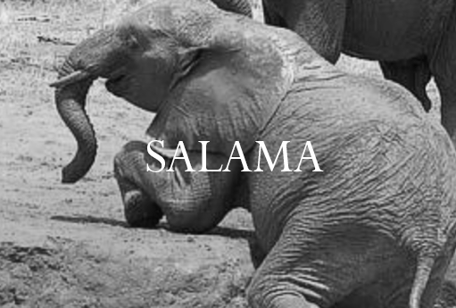 Salama