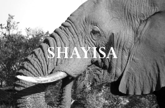 Shayisa