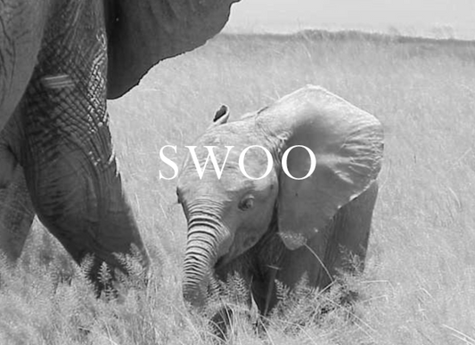 Swoo