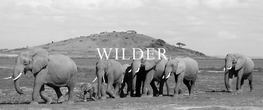 Wilder